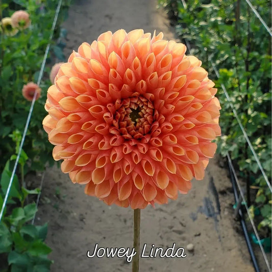 Jowey Linda Decorative Dahlia