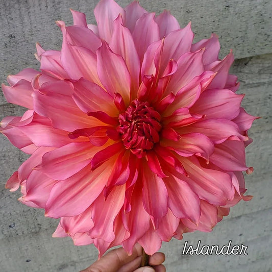 Islander Informal Decorative Dahlia