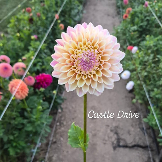 Castle Drive Formal Decorative Dahlia