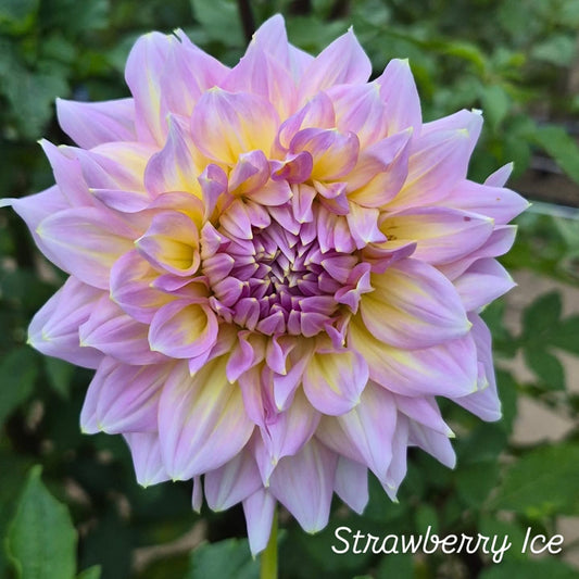 Strawberry Ice Informal Decorative Dahlia