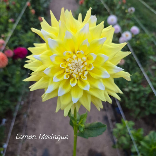 Lemon Meringue Informal Decorative Dahlia