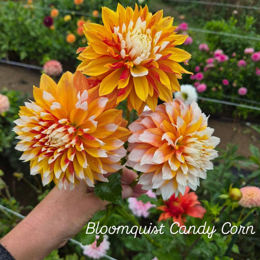 Bloomquist Candy Corn Informal Decorative Dahlia
