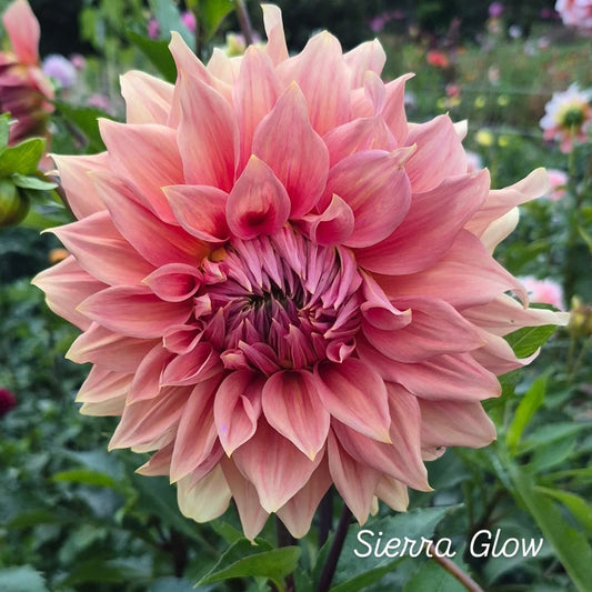 Sierra Glow Informal Decorative Dahlia