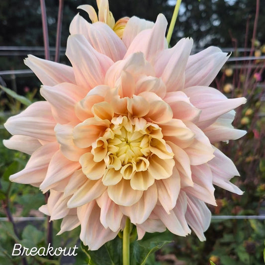 Breakout Informal Decorative Dahlia