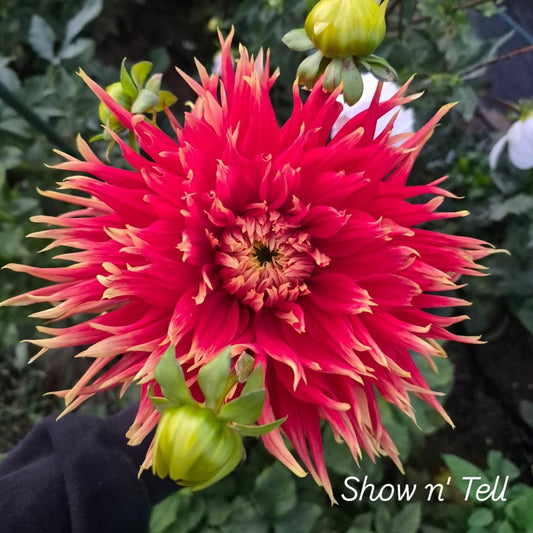 Show n' Tell Fimbriated Dahlia