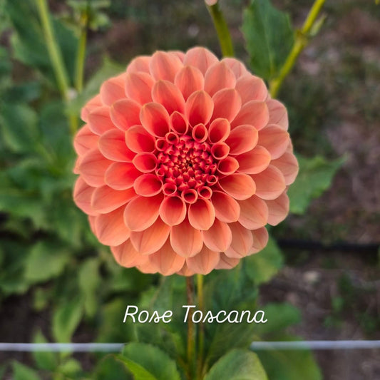 Rose Toscano Formal Decorative Dahlia