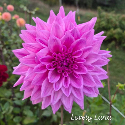 Lovely Lanna Semi-Cactus Dahlia