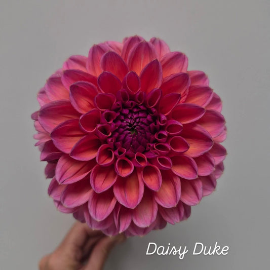 Daisy Duke Ball Dahlia