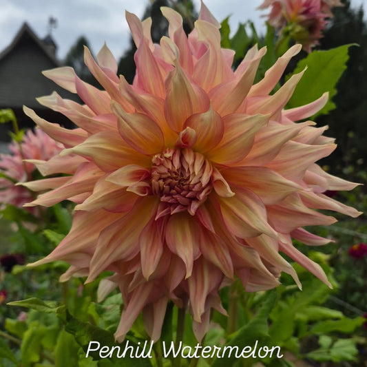 Penhill Watermelon Informal Decorative Dahlia