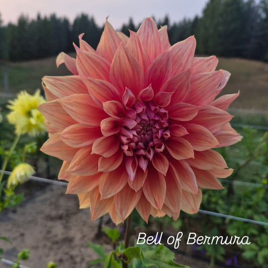 Bell of Bermura Formal Decorative Dahlia