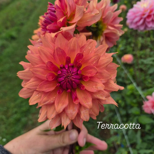 Terracotta Informal Decorative Dahlia