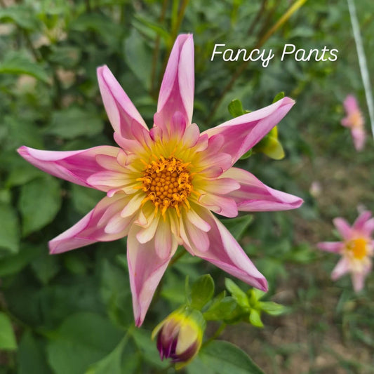Fancy Pants Collarette (Star-Orchard) Dahlia