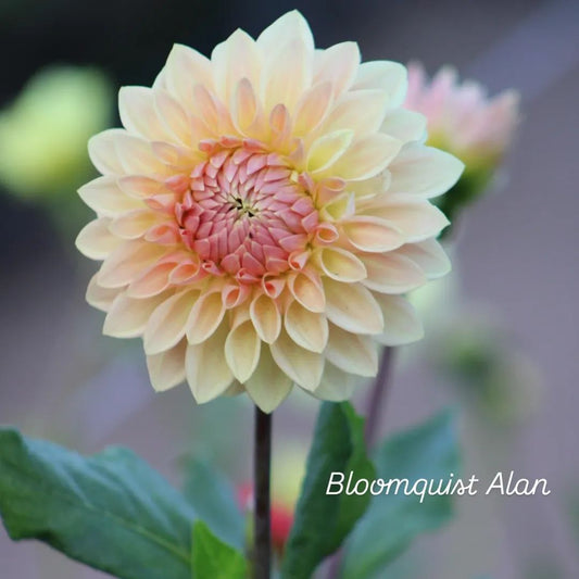 Bloomquist Alan Formal Decorative Dahlia