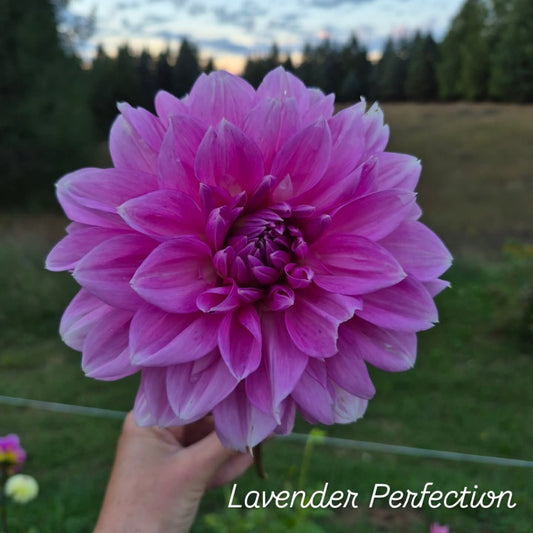 Lavender Perfection Formal Decorative Dahlia