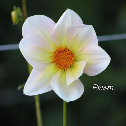 Prism Single Dahlia