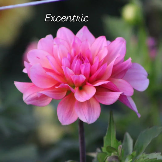 Excentric Informal Decorative Dahlia