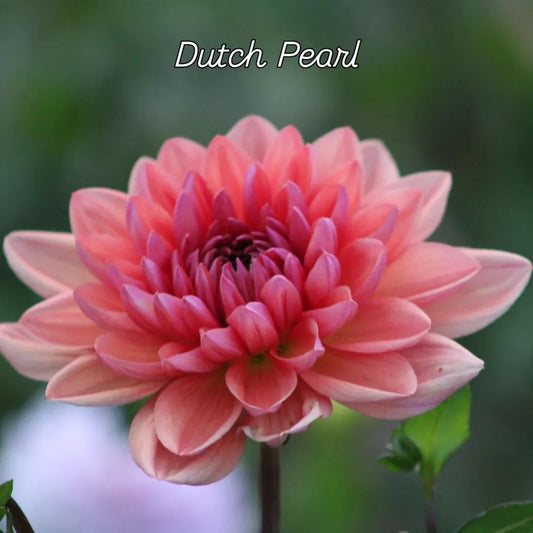 Dutch Pearl Formal Decorative Dahlia