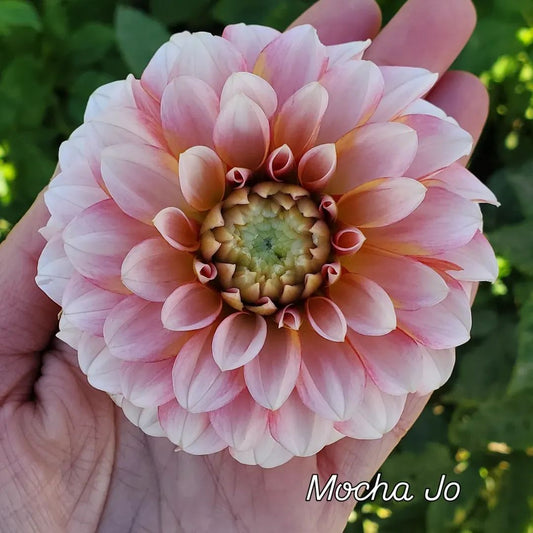 Mocha Jo Decorative Dahlia
