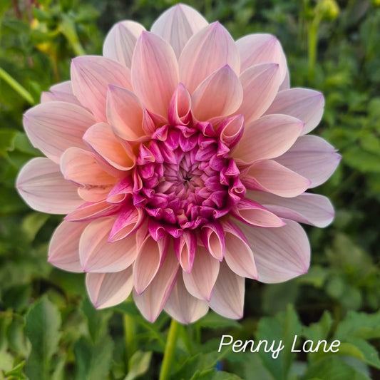 Penny Lane Formal Decorative Dahlia