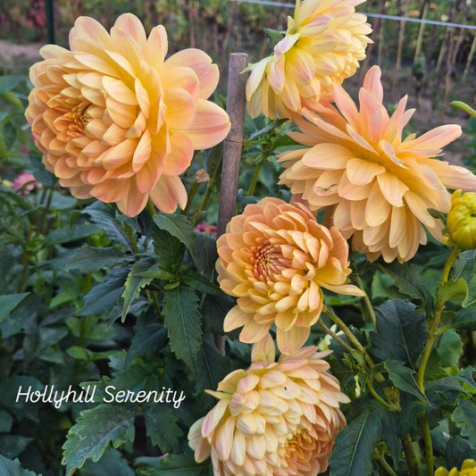 Hollyhill Serenity Waterlily Dahlia
