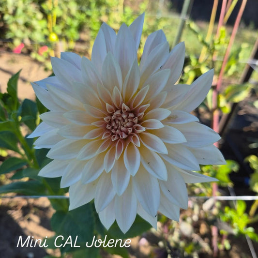 “Jolene” or Café au Lait Mini Informal Decorative