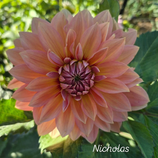 Nicholas Informal Decorative Dahlia