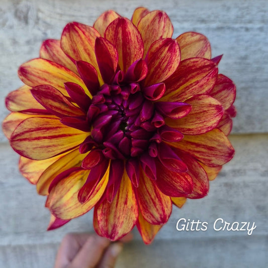 Gitts Crazy Stellar Dahlia