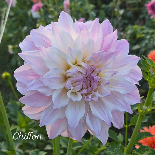 Chiffon Informal Decorative Dahlia