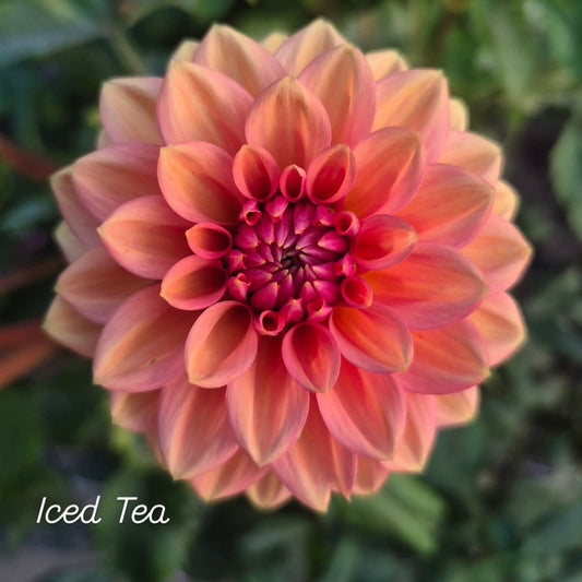 Iced Tea Formal Decorative Dahlia