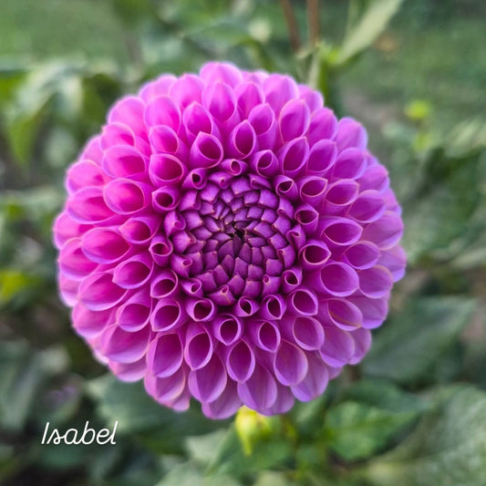 Isabel Ball Dahlia