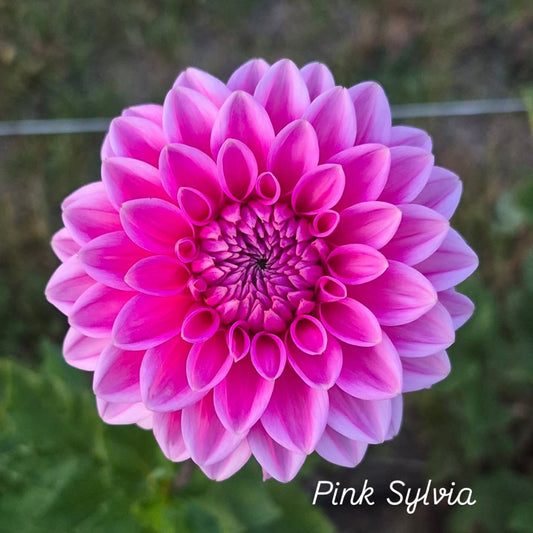 Pink Sylvia Decorative Dahlia