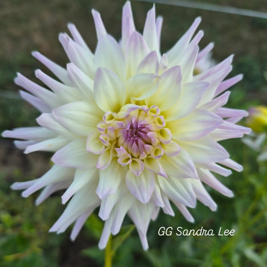 GG Sandra Lee Semi-Cactus Dahlia