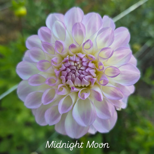 Midnight Moon Formal Decorative Dahlia