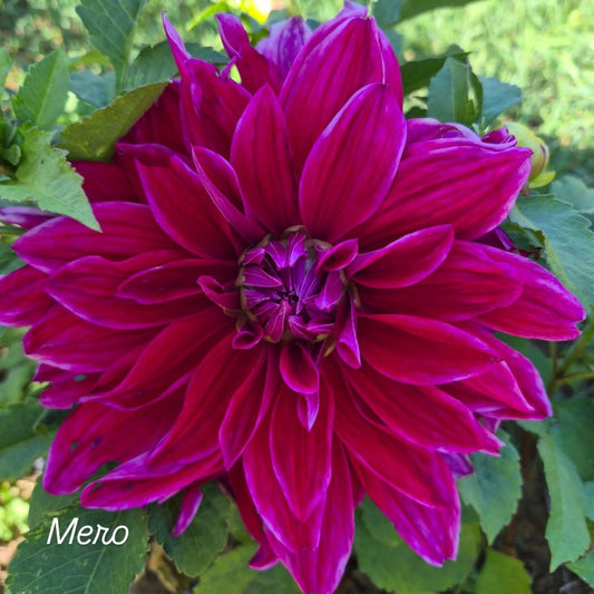 Mero Star Decorative Dahlia