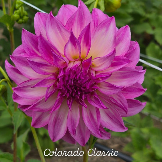 Colorado Classic Informal Decorative Dahlia
