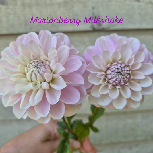 Marionberry Milkshake Decorative Dahlia