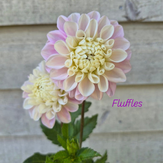 Fluffles Informal Decorative Dahlia