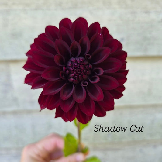 Shadow Cat Decorative Dahlia