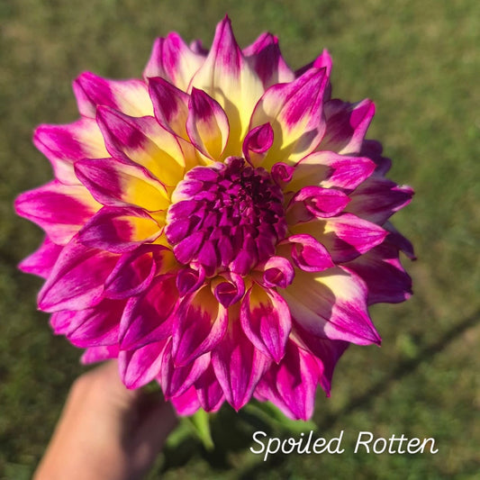 Spoiled Rotten Decorative Dahlia
