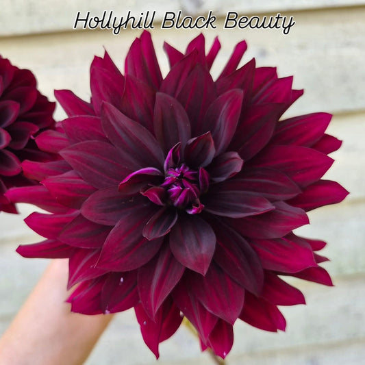Hollyhill Black Beauty Informal Decorative Dahlia