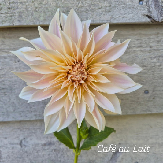 Café au Lait Informal Decorative