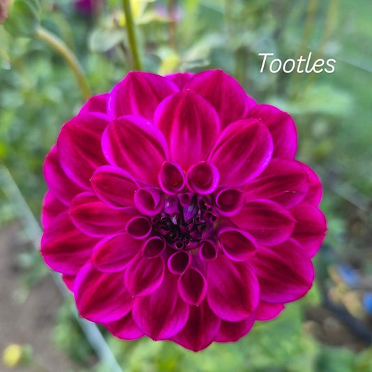 Tootles Decorative Dahlia