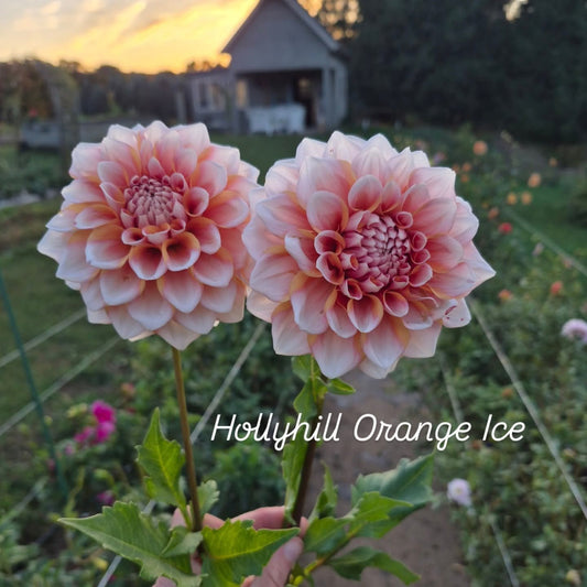 Hollyhill Orange Ice Formal Decorative Dahlia