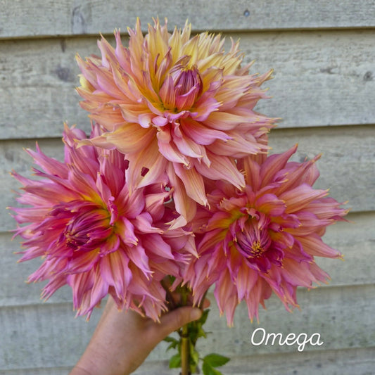 Omega Laciniated Dahlia