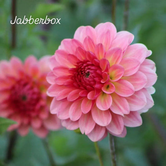 Jabberbox Ball Dahlia