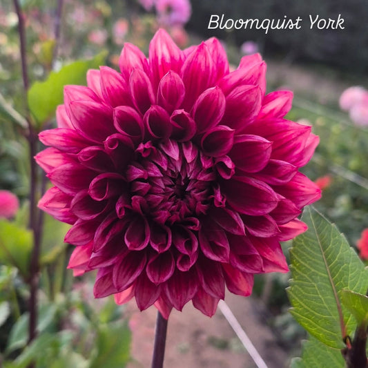 Bloomquist York Formal Decorative Dahlia