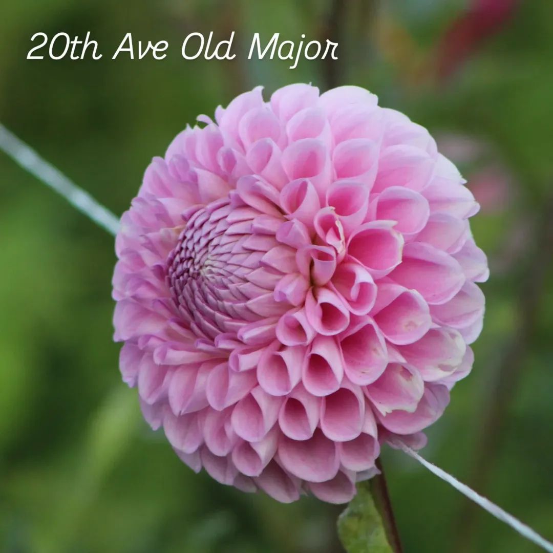 20th Ave Old Major Ball Dahlia