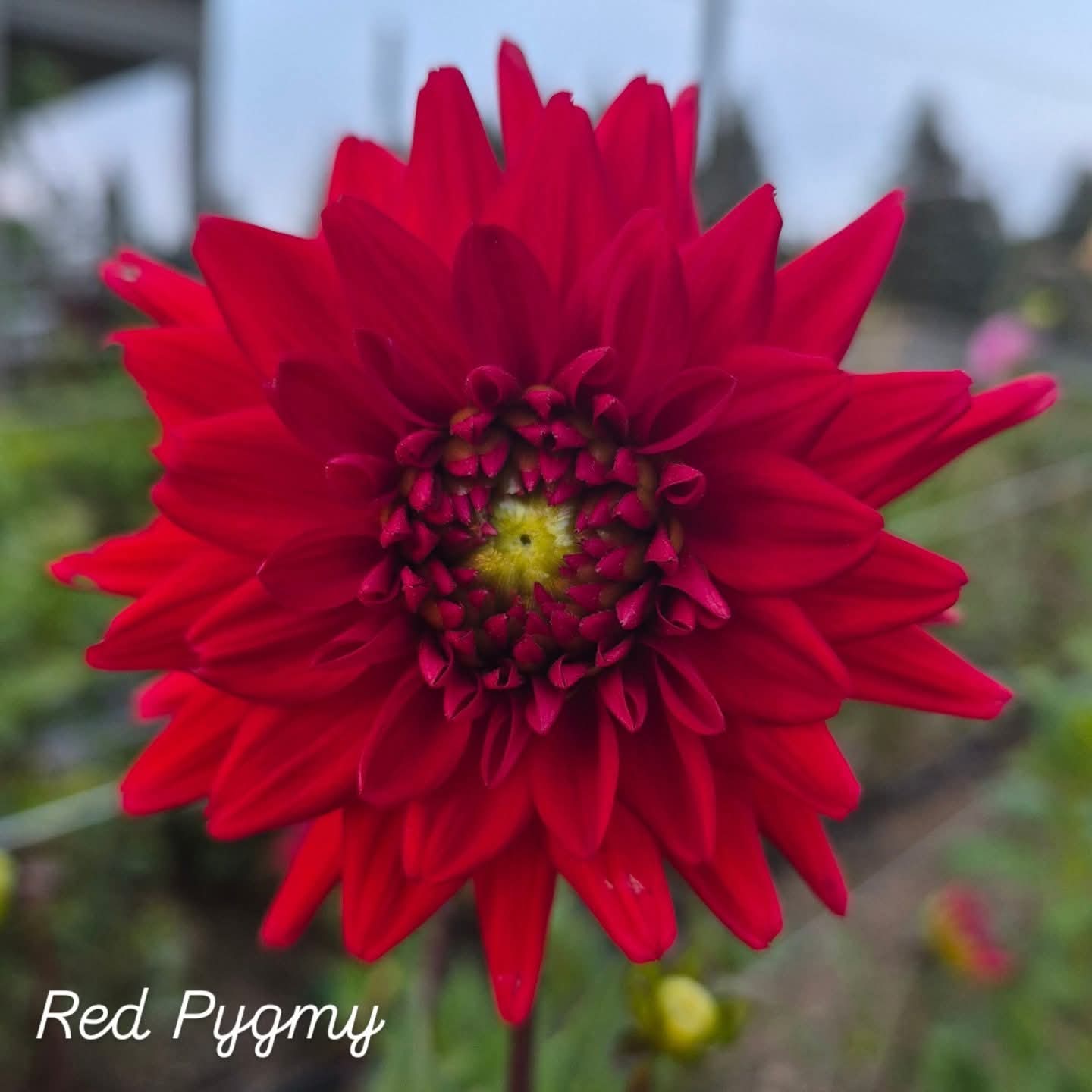 Red Pygmy Cactus Dahlia
