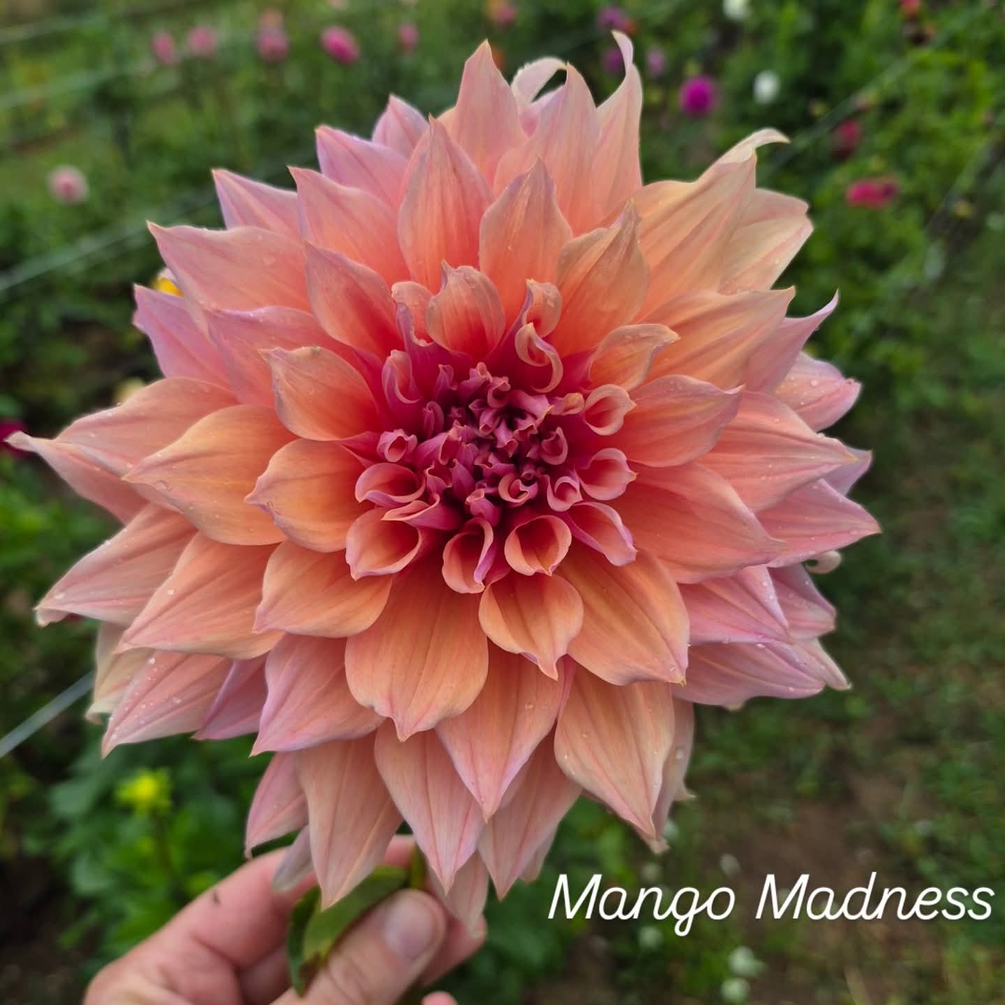 Mango Madness Decorative Dahlia