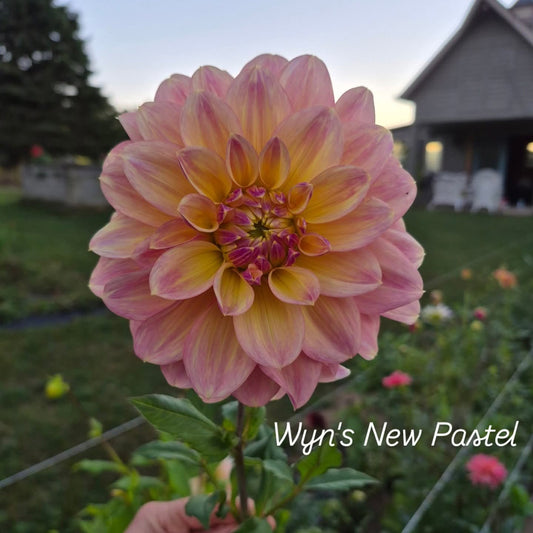 Wyn's New Pastel Decorative Dahlia